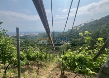 IMG_1564.jpg - Agricultural land Viottolo Pianamaggio 1, Massa - photo 19