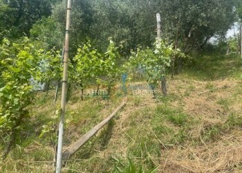 IMG_1568.jpg - Agricultural land Viottolo Pianamaggio 1, Massa - photo 21