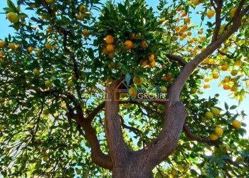 3.jpg - Terratetto - Terracielo Vicolo Castellaro 4, Massa - foto 11