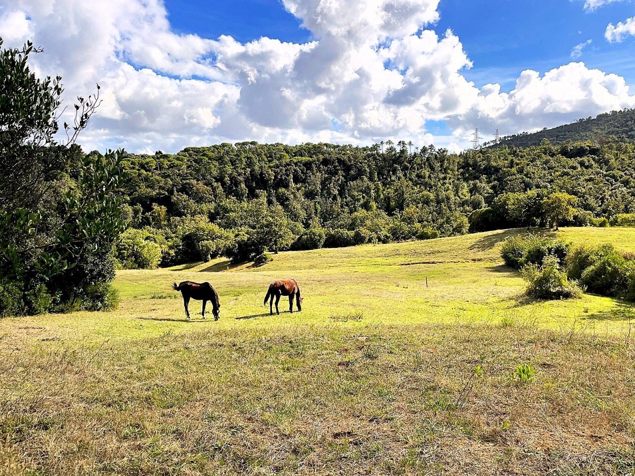 WhatsApp Image 2025-08-03 at 13.55.36.jpeg - Terreno agricolo Località di Popogna la Concezione 35, Rosignano Marittimo - foto 3