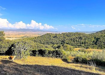 WhatsApp Image 2025-08-03 at 13.56.17.jpeg - Terreno agricolo Località di Popogna la Concezione 35, Rosignano Marittimo - foto 1