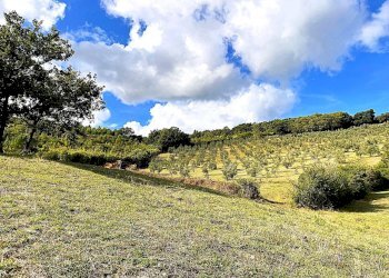 WhatsApp Image 2025-08-03 at 13.55.36 (2).jpeg - Terreno agricolo Località di Popogna la Concezione 35, Rosignano Marittimo - foto 2