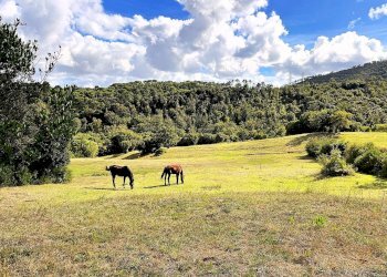WhatsApp Image 2025-08-03 at 13.55.36.jpeg - Terreno agricolo Località di Popogna la Concezione 35, Rosignano Marittimo - foto 3