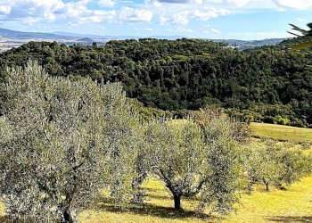 WhatsApp Image 2025-08-03 at 13.55.42.jpeg - Terreno agricolo Località di Popogna la Concezione 35, Rosignano Marittimo - foto 4