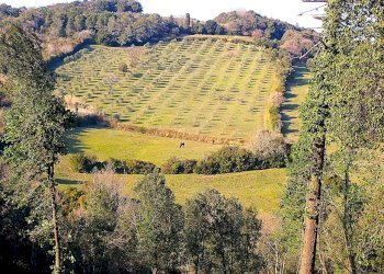 WhatsApp Image 2025-08-03 at 13.55.43.jpeg - Terreno agricolo Località di Popogna la Concezione 35, Rosignano Marittimo - foto 5