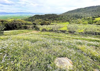 WhatsApp Image 2025-08-03 at 13.55.49 (1).jpeg - Terreno agricolo Località di Popogna la Concezione 35, Rosignano Marittimo - foto 6