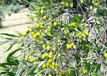 WhatsApp Image 2025-08-03 at 13.55.42 (1).jpeg - Terreno agricolo Località di Popogna la Concezione 35, Rosignano Marittimo - foto 10