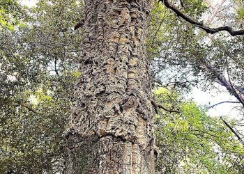 WhatsApp Image 2025-08-03 at 13.55.36 (1).jpeg - Terreno agricolo Località di Popogna la Concezione 35, Rosignano Marittimo - foto 11