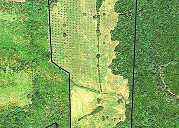 WhatsApp Image 2025-08-03 at 13.55.09 (1).jpeg - Terreno agricolo Località di Popogna la Concezione 35, Rosignano Marittimo - foto 14