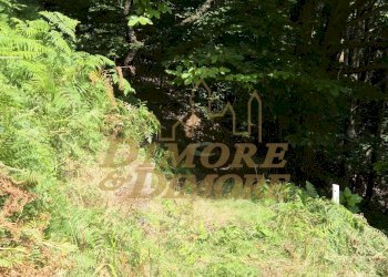 Bosco.jpg - Villa via per Cambiesso, Intragna - photo 6