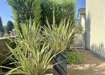 IMG_6949.jpeg - Villa Via Mario Malfatto 46, Rovigo - foto 24