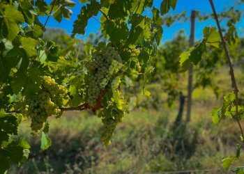 47888203-FE30-40DD-B4D9-4EE40BD2C594.jpeg - Terreno agricolo Montecarotto - foto 2