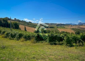 131E6433-0508-40AD-8EA0-D3BC7A4370A1.jpeg - Terreno agricolo Montecarotto - foto 3