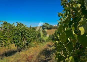 D2D7C33E-E784-4BFF-9737-B30F4345659D.jpeg - Terreno agricolo Montecarotto - foto 4