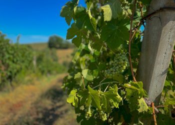 2362FB22-91E7-4818-9EC3-4B4BDC71C866.jpeg - Terreno agricolo Montecarotto - foto 9