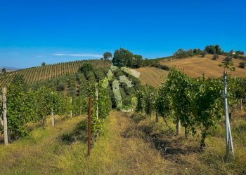 07674777-0A18-41A7-9880-EF53D2E41E00.jpeg - Terreno agricolo Montecarotto - foto 10