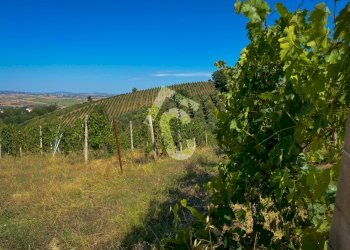 ED86A04E-BE2F-4257-9E3A-6CCEC6628ECD.jpeg - Terreno agricolo Montecarotto - foto 12