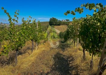 D86CF104-789F-444B-86AB-7ED4DF6FA4D9.jpeg - Terreno agricolo Montecarotto - foto 14