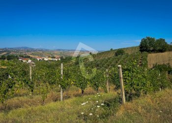 4C67A1E8-7E72-4F88-8C57-E1A4543EB8EC.jpeg - Terreno agricolo Montecarotto - foto 15