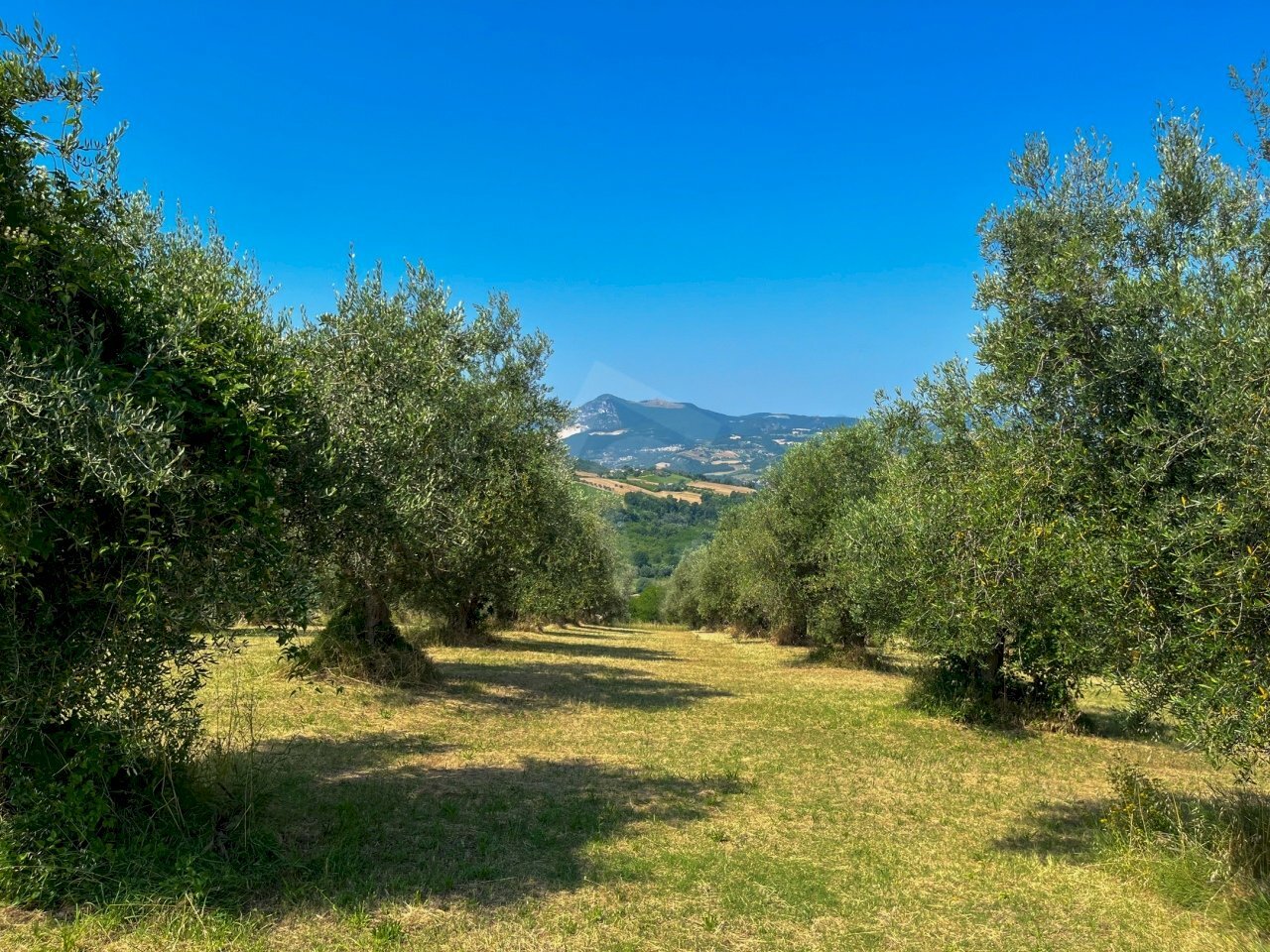 C98FFA83-F659-43F9-9855-DB4603006CD0.jpeg - Casale Maiolati Spontini - foto 2