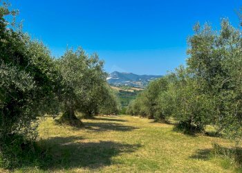 C98FFA83-F659-43F9-9855-DB4603006CD0.jpeg - Casale Maiolati Spontini - foto 2