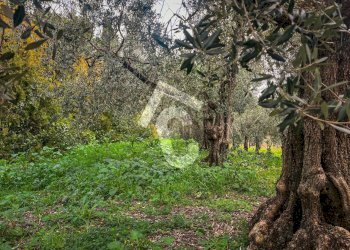 95B410C4-78DD-42E2-BF78-65175709591D.jpeg - Terreno edificabile Jesi - foto 23