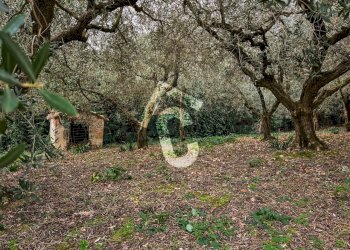 E2D1AD33-137C-45DA-B60C-F322C12BF737.jpeg - Terreno edificabile Jesi - foto 27