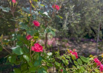 BBA6303A-9172-44B0-9848-D2AD58057E92.jpeg - Casa indipendente Jesi - foto 4