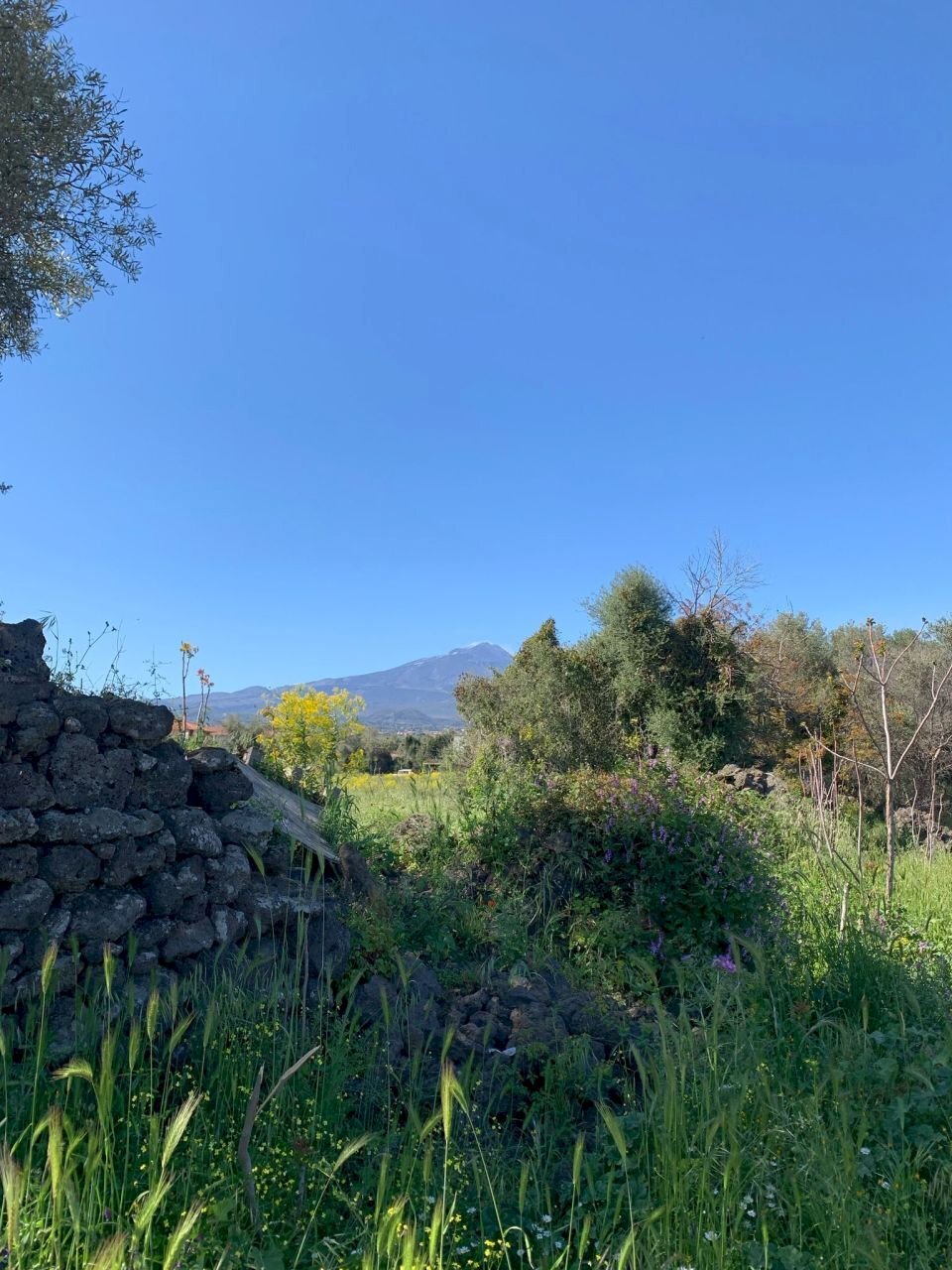 WhatsApp Image 2025-04-18 at 16.05.30.jpeg - Agricultural land Tremestieri Etneo - photo 1