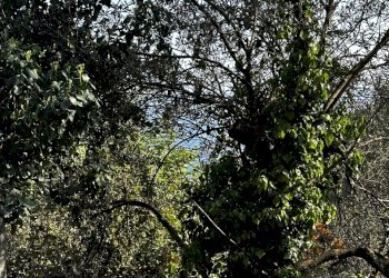 IMG_6877.JPG - Rustico Via Fritallo 5, Bogliasco - foto 11