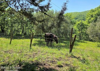 03.jpg - Casale Migianella, Umbertide - foto 4