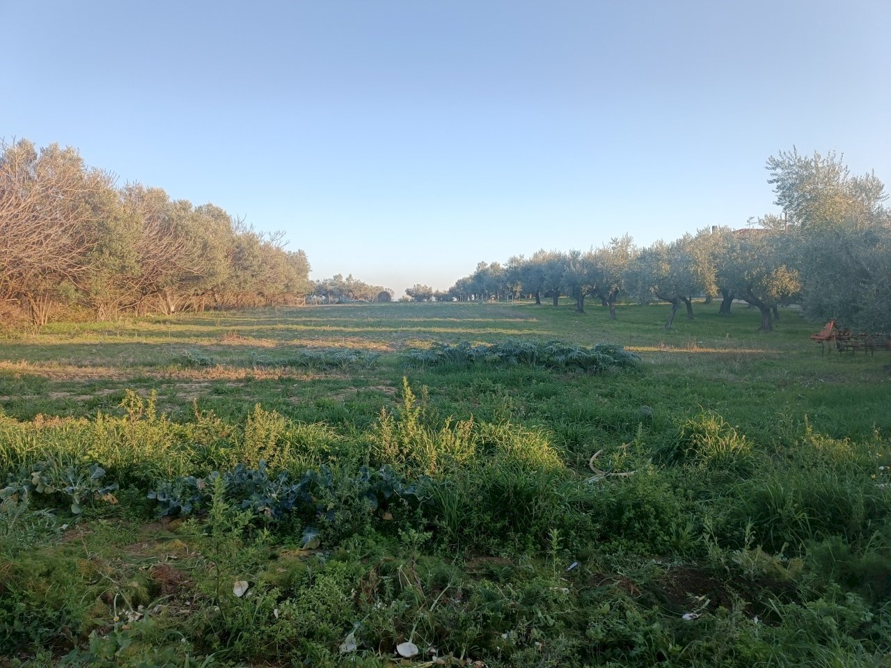 1730282344232.jpg - Terreno edificabile Contrada San Martino, Treglio - foto 1