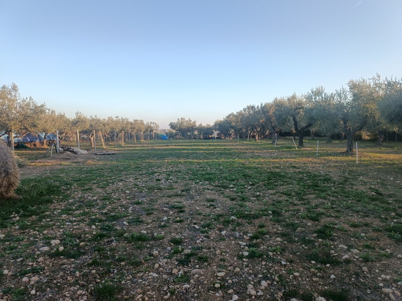 1730282344215.jpg - Terreno edificabile Contrada San Martino, Treglio - foto 2