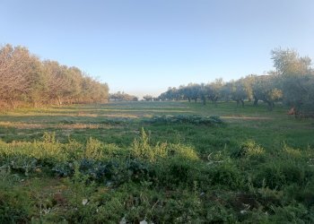 1730282344232.jpg - Terreno edificabile Contrada San Martino, Treglio - foto 1