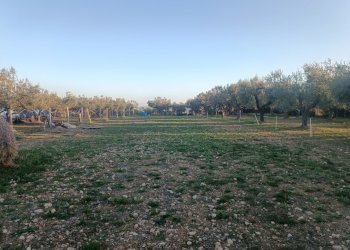 1730282344215.jpg - Terreno edificabile Contrada San Martino, Treglio - foto 2