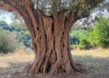 3da4096c-9513-421c-91b1-e522dba268de.jpg - Rustico Contrada Acquarelli 2, Rocca San Giovanni - foto 4