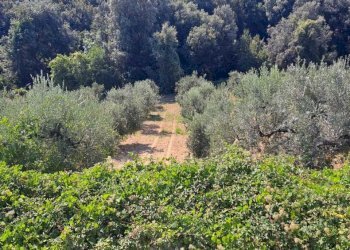 3698ce41-20d7-448b-a203-b271d039d006.jpg - Rustico Contrada Acquarelli 2, Rocca San Giovanni - foto 19