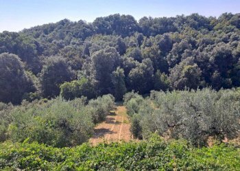 b2a476cc-191f-4852-9ab0-6a07af337412.jpg - Rustico Contrada Acquarelli 2, Rocca San Giovanni - foto 20