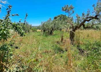 31785cc1-cd88-4fe4-b873-d1bb6df0cb31.jpg - Casale STRADA P. MEDIANA 51, Fossacesia - foto 8