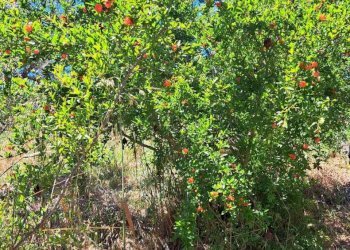 ab1698fa-4700-4fa2-bf28-e9e0f7162046.jpg - Casale STRADA P. MEDIANA 51, Fossacesia - foto 13