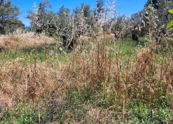 c91f4cd7-27b3-4652-91c0-b79c18faf52a.jpg - Casale STRADA P. MEDIANA 51, Fossacesia - foto 15