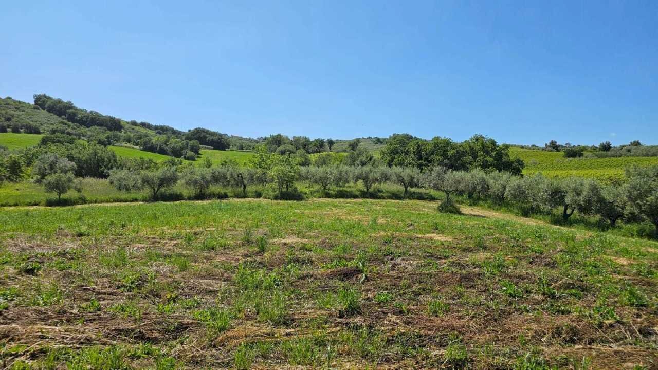 5d23d005-20d1-4ea1-9e79-2accbbe44eac.jpg - Terreno agricolo Via Ciommi, Castel Frentano - foto 3