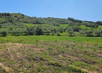 3e698ac3-edee-4374-abb5-1ef40b13f9ef.jpg - Terreno agricolo Via Ciommi, Castel Frentano - foto 1