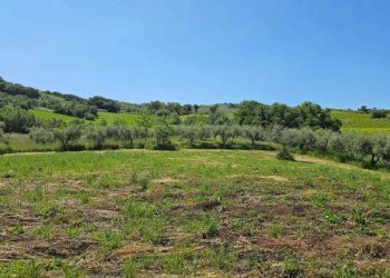 5d23d005-20d1-4ea1-9e79-2accbbe44eac.jpg - Terreno agricolo Via Ciommi, Castel Frentano - foto 3