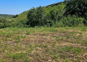 9d1fab49-320f-4325-898c-214f3e036b3e.jpg - Terreno agricolo Via Ciommi, Castel Frentano - foto 4