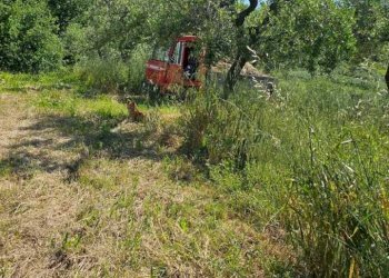 ba7d559d-4c82-4a64-b1ea-c07f2a40f11c.jpg - Terreno agricolo Via Ciommi, Castel Frentano - foto 8