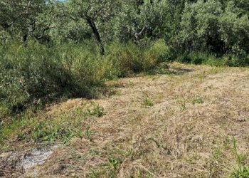 d8ab8cf2-16e6-48b5-8d86-83a5a42cafec.jpg - Terreno agricolo Via Ciommi, Castel Frentano - foto 9