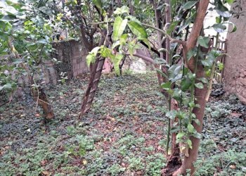 IMG-20241002-WA0174.jpg - Terratetto - Terracielo Vico Municipio 1, Santa Maria Imbaro - foto 18