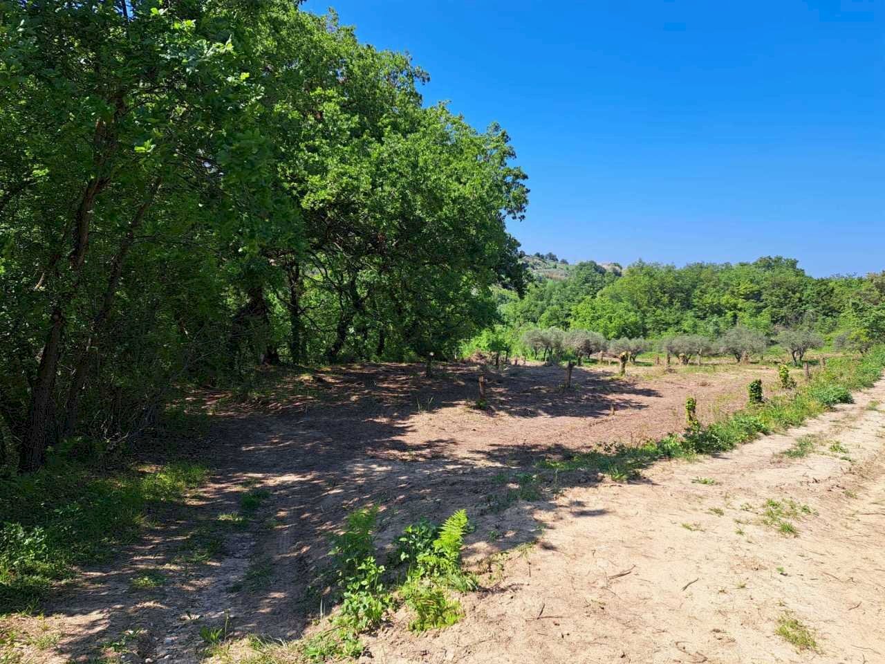 019e5448-7b37-49c5-af24-66e6d1066cca.jpg - Casale C.DA CASTELLANA, Treglio - foto 2