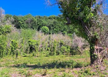 73f8f1d3-63ce-4414-beb7-17291fbfecfb.jpg - Casale C.DA CASTELLANA, Treglio - foto 10